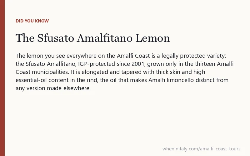 The Sfusato Amalfitano Lemon: The lemon you see everywhere on the Amalfi Coast is a legally protected variety: the Sfusato Amalfitano, IGP-protected since 2001, grown only in the thirteen Amalfi Coast municipalities.