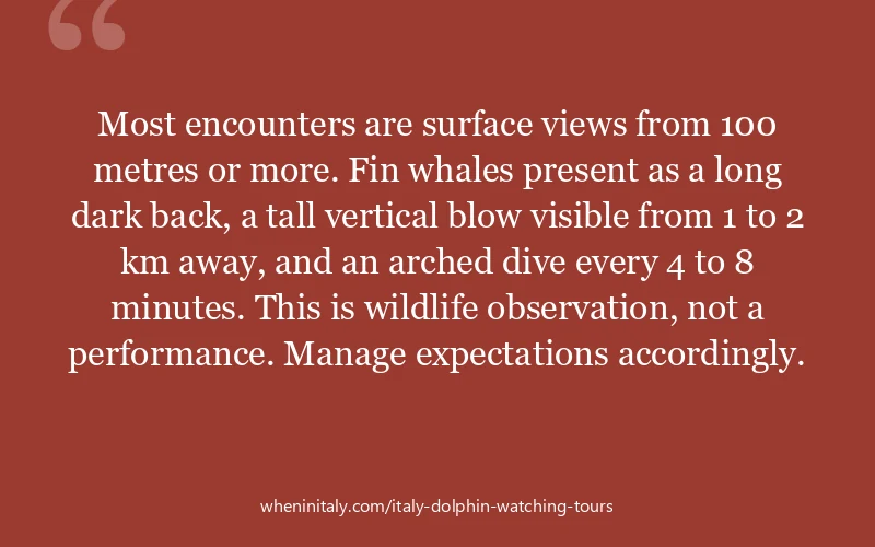 Most encounters are surface views from 100 metres or more. Fin whales present as a long dark back, a tall vertical blow visible from 1 to 2 km away, a...
